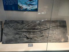 -安徽省地质博物馆