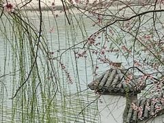 -桃花堤公园