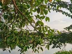 -黄埔古港