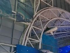-烟台海昌鲸鲨海洋公园