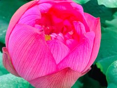 -陈家山荷花公园