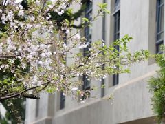 -武汉大学-樱园