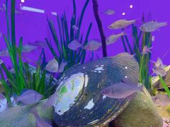 -上海海洋水族馆