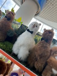 -IMON·HANSA潮玩玩偶毛绒玩具(通州万象汇店)