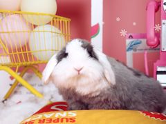 -超宠爱宠物摄影-Super pet