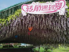 -荷兰花海