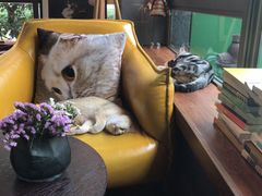 猫-咖法森林·咖啡  酒吧(天河店)