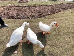 -老外婆(吾悦广场店)