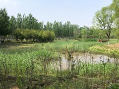 -东郊湿地公园