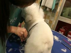 -米苏动物医院·犬猫专科·骨科外科内窥镜