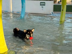 -爪吧宠物乐园 (温榆河示范区店)