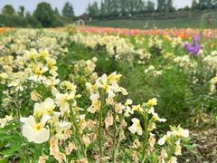 -紫颐香薰山谷景区