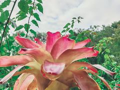 -深圳仙湖植物园