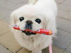 iphone_upload_pic-爱宠屋pet shop·宠物洗澡·宠物美容