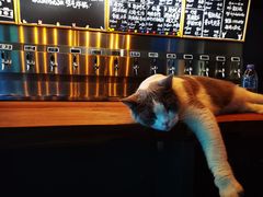 -后院儿·精酿·塔罗Happy Bar