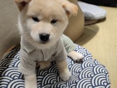-逗柴咖啡屋·狗咖猫咖宠物桌游