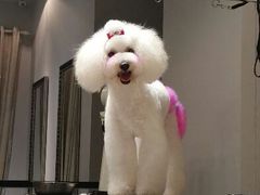 android_upload_pic-唐小姐の猫狗洗护·购宠旗舰店(周浦万达店)