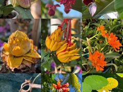 -国家植物园南园