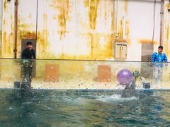 -北戴河圣蓝海洋公园