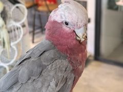 -吉丁鸟咖·异宠·寄养