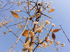 -三圣花乡旅游区