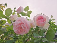 -莫愁湖公园