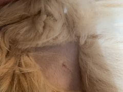 -瑞派康怡24h宠物医院·犬猫医疗中心·微创绝育(瑞景分院)