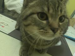 -瑞鹏宠物医院·爱宠堂·骨外专科(西荷分院)