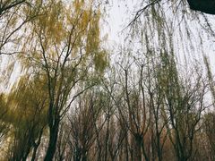 -将府公园