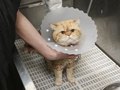 -北京观赏动物医院·24小时大型综合·猫专科·异宠专科