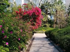 -九龙公园