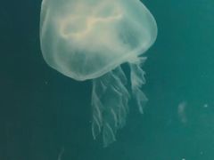 -福州罗源湾海洋世界旅游区