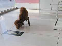 -全心全意连锁动物医院·微创中心·内科急重症·心脏专科(丰管路店)