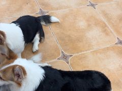 -Let's go狗咖·猫咖·奶狗·桌游(春熙路IFS店)