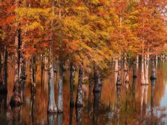 -白鹭湾湿地公园