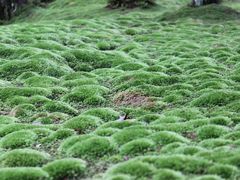 -西芳寺(苔寺)
