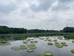 -荷塘月色湿地公园·向阳花洲