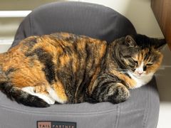 -中农国际动物医院24小时·猫科·骨科·急重症中心