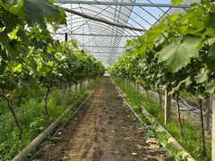 -马陆小张葡萄园农家乐