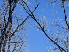 -中旅松花湖滑雪场