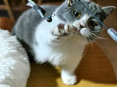 -猫咖时代(中山亭店)
