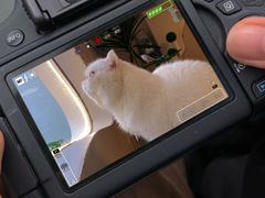 -More Fun猫咖 二十只万元加菲主题