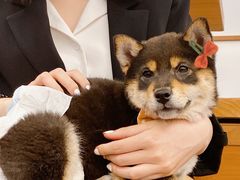 -豆柴町-柴犬主题狗咖(红鼎国际C座店)