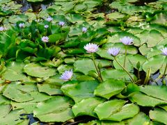 -建华生态湿地百荷园