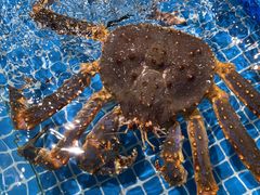 -巧克力渔家.小船海鲜胶东菜(万平口店)