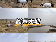 -盐城丹顶鹤湿地生态旅游区