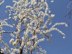 -桃花堤公园