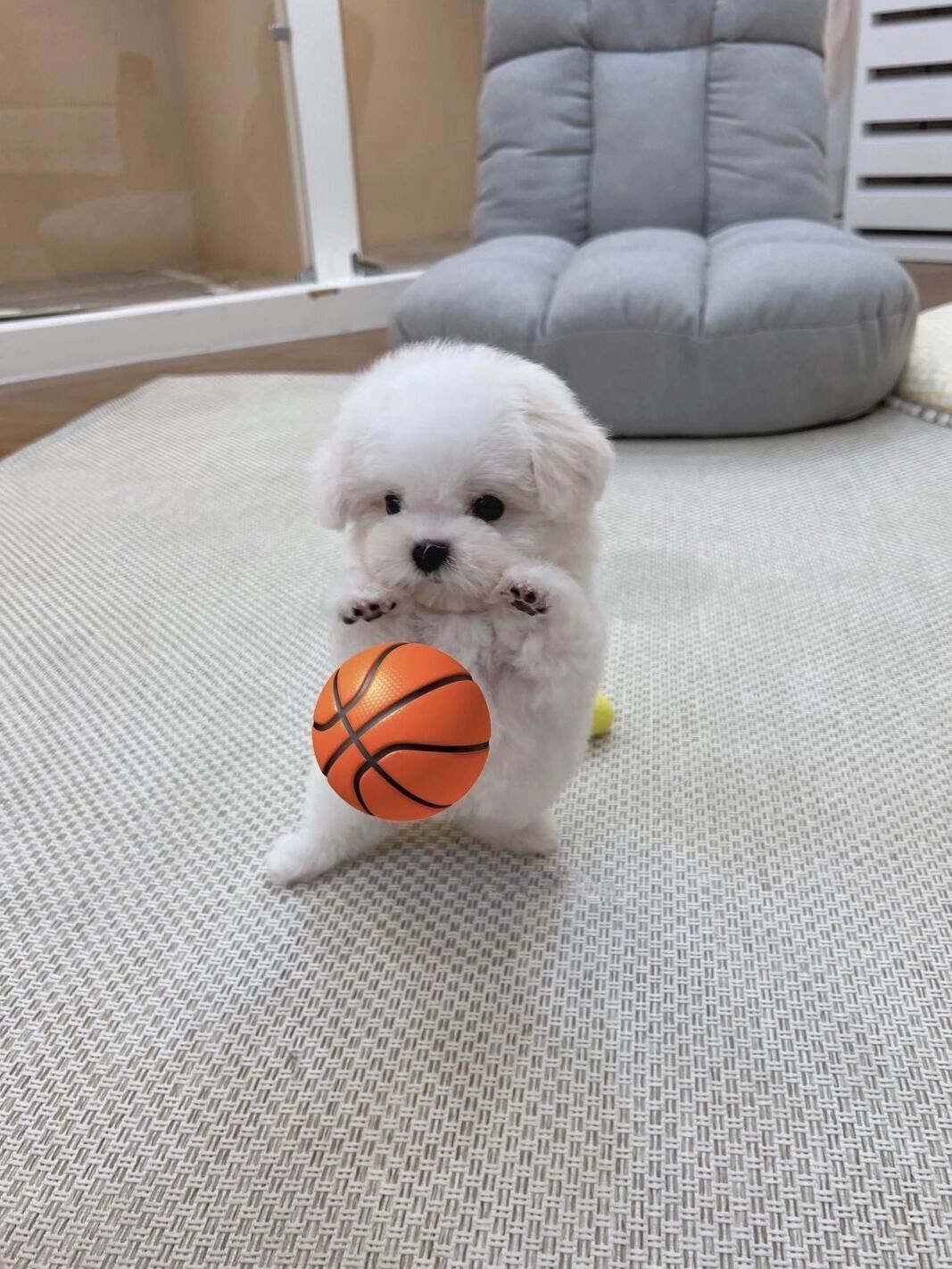 不信我家狗会打篮球?