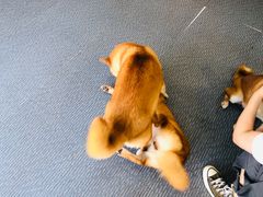 -柴源莊·柴小宠柴犬咖啡