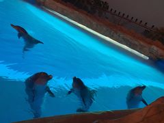 -帝企鹅自助餐厅•儿童岛•真企鹅(长隆企鹅酒店)